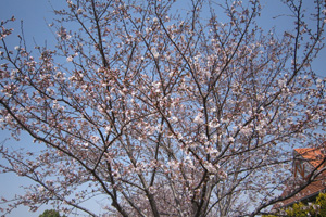 桜