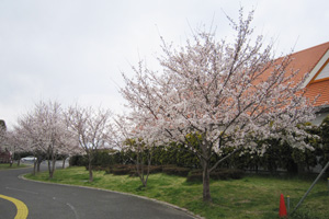 園内の桜情報