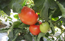 じゃがいも収穫体験