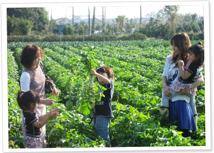 カントリー農園野菜の収穫体験の様子