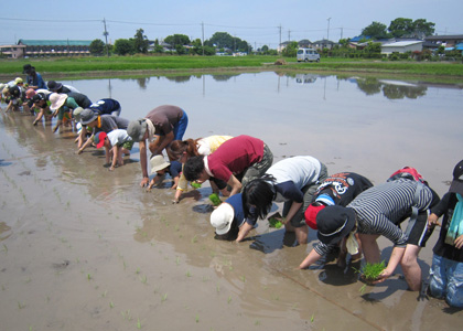 田植え体験