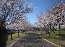 園内桜