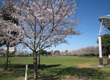 園内桜