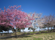 園内桜