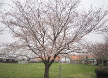 園内桜