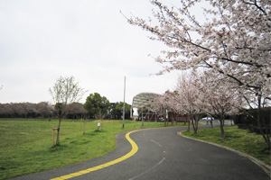 園内の桜情報