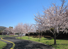 園内桜