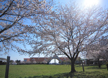 園内桜
