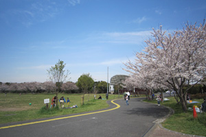 園内の桜情報