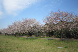 園内の桜情報
