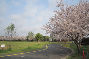 園内の桜情報