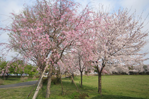 園内の桜情報