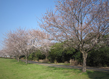 園内桜