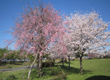 園内桜