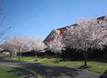 園内桜