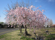 園内桜